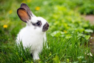 Rabbit symbolizing recruiters celebrating in April